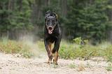 BEAUCERON 422